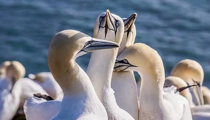 PCB概念震荡反弹，金安国纪4天2板