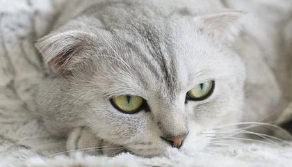 三安光电控股股东解除3200万股质押