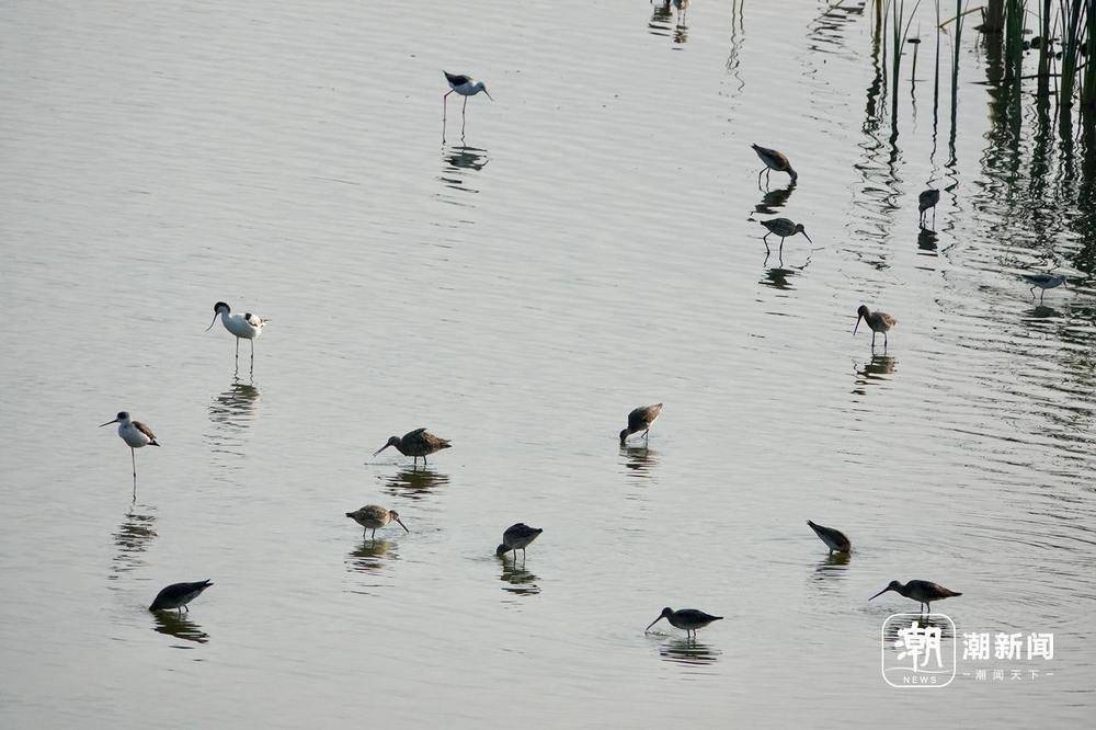“美出圈”的杭州钱塘大湾区湿地公园
