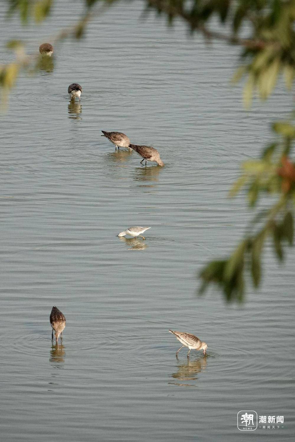 “美出圈”的杭州钱塘大湾区湿地公园