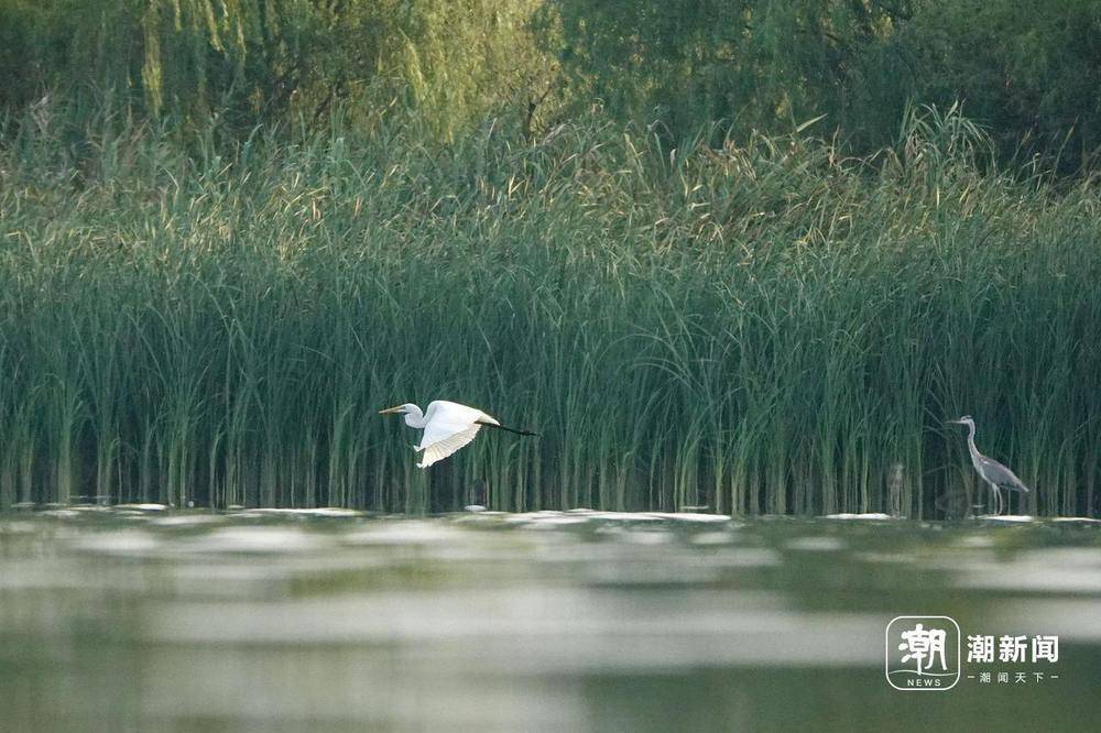 “美出圈”的杭州钱塘大湾区湿地公园