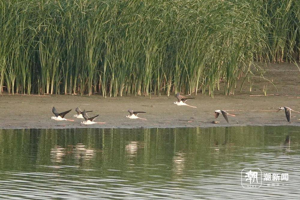 “美出圈”的杭州钱塘大湾区湿地公园