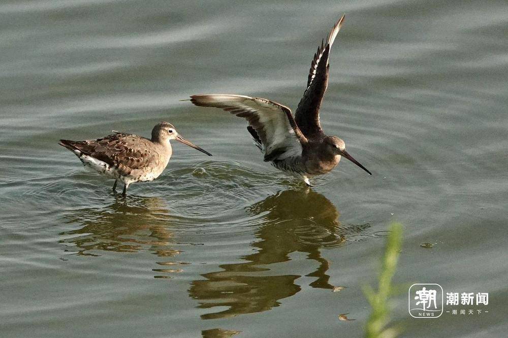 “美出圈”的杭州钱塘大湾区湿地公园