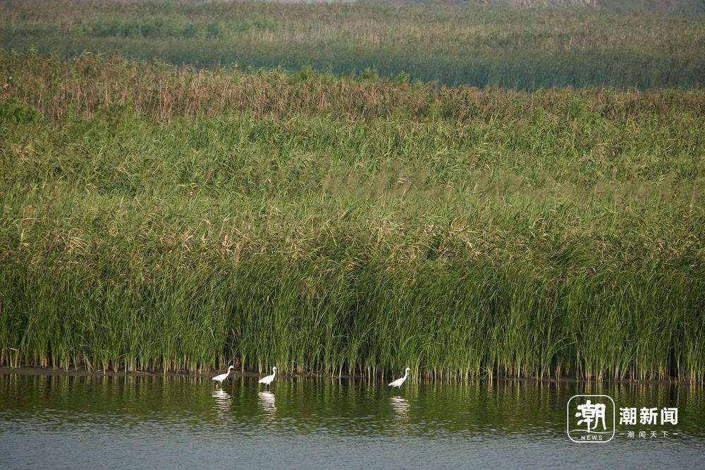 “美出圈”的杭州钱塘大湾区湿地公园