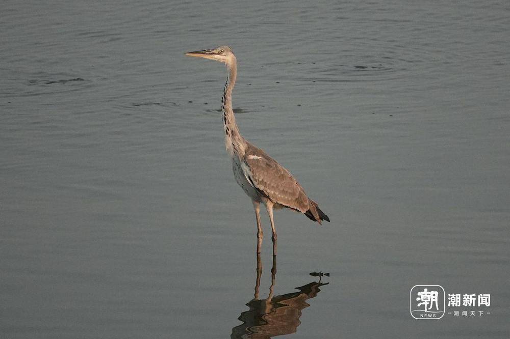“美出圈”的杭州钱塘大湾区湿地公园