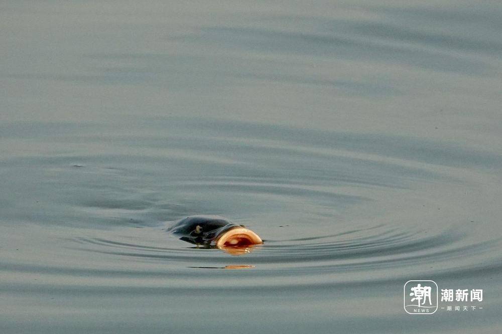 “美出圈”的杭州钱塘大湾区湿地公园