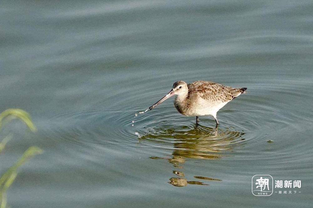 “美出圈”的杭州钱塘大湾区湿地公园