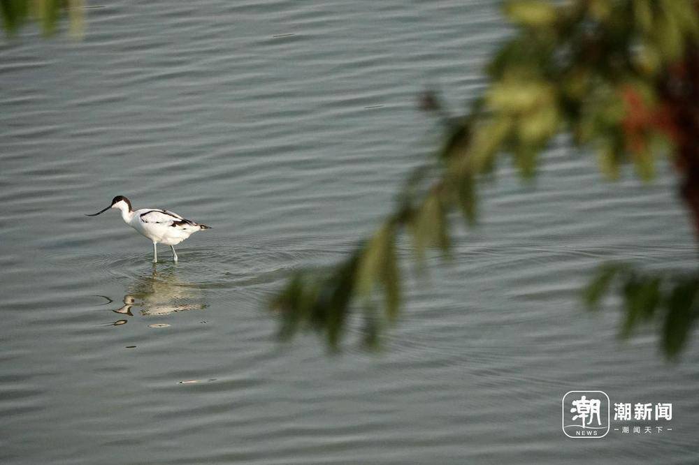 “美出圈”的杭州钱塘大湾区湿地公园