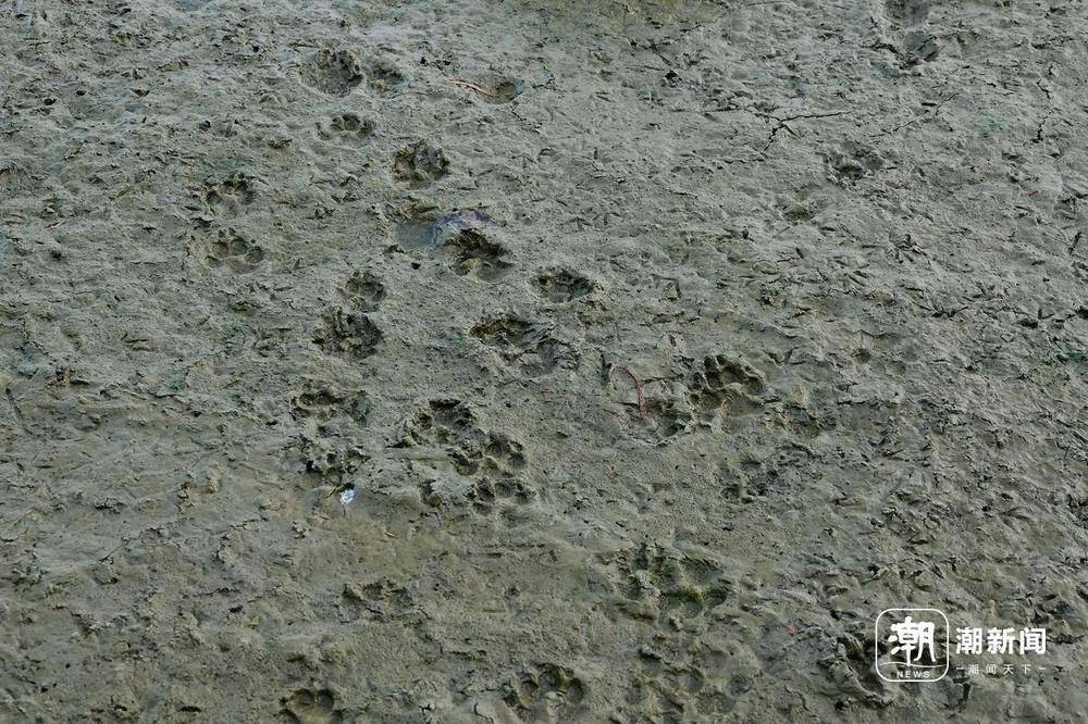 “美出圈”的杭州钱塘大湾区湿地公园