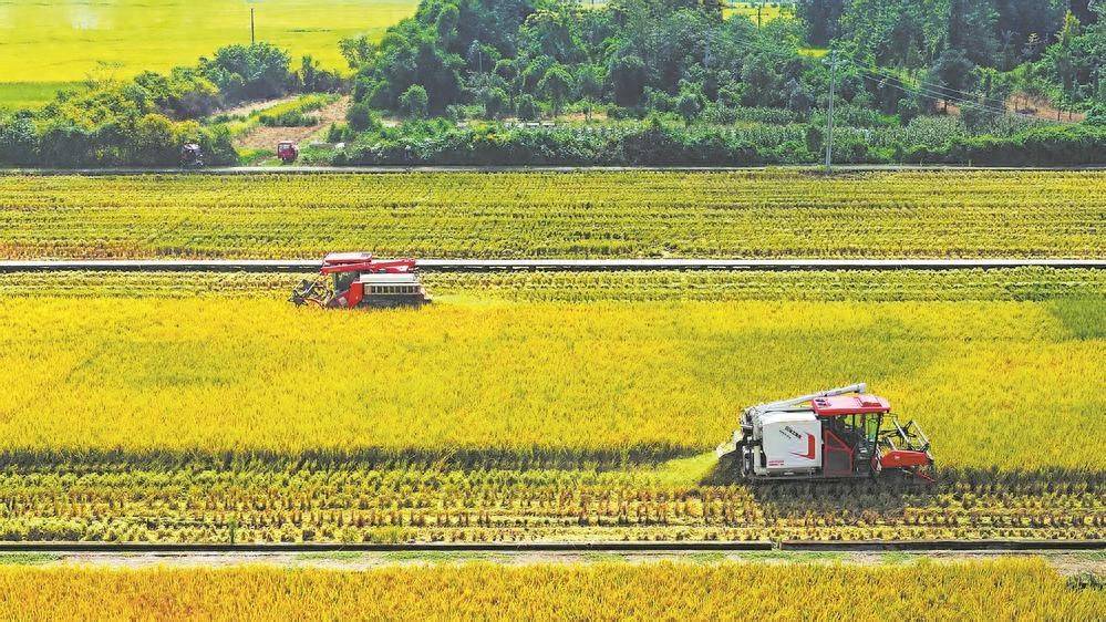 金秋好“丰”景 32万亩水稻开镰收割