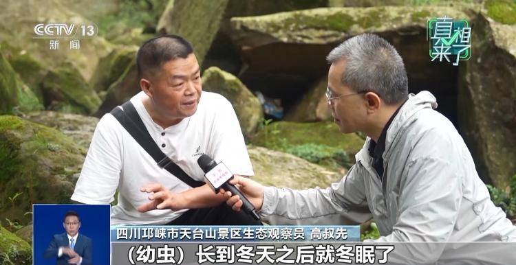 网传萤火虫濒临灭绝，是真的吗？