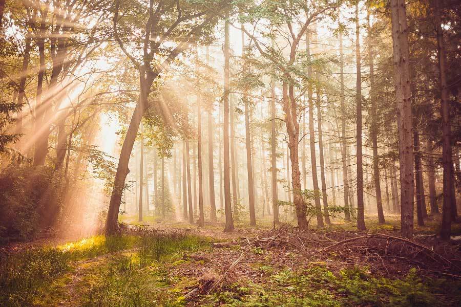 迈瑞医疗参与科研基金合作