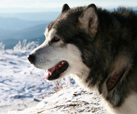 雪狼证券(雪狼团队都有什么赚钱项目)